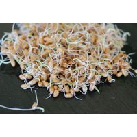 Living Seeds Vitality Mix Sprouting & Microgreen Seeds